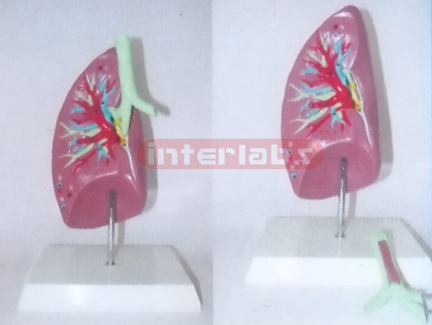 NATURAL RIGHT ANAF LUNG AND TRACHEA MODEL